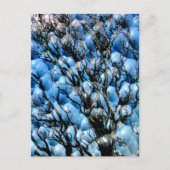 樹木 ポストカード (正面)