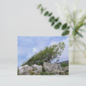 樹木 ポストカード (スタンド正面)