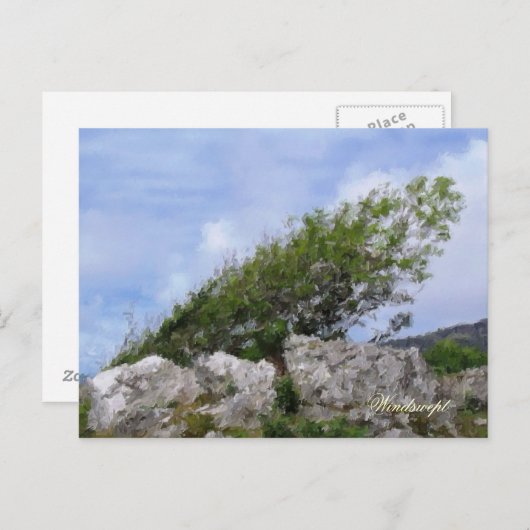 樹木 ポストカード (正面/裏面)