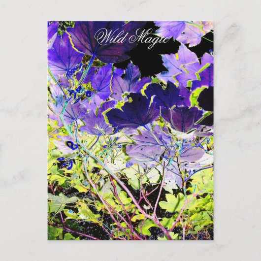 樹木 ポストカード (正面)