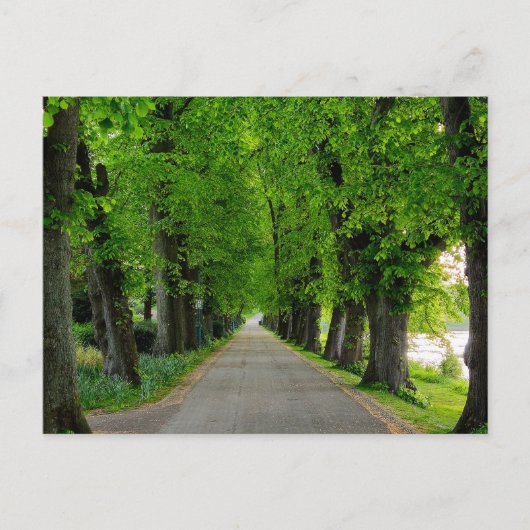 樹木 ポストカード (正面)