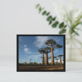 樹木 ポストカード (スタンド正面)