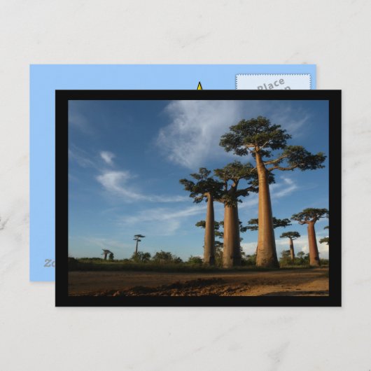 樹木 ポストカード (正面/裏面)