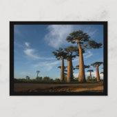 樹木 ポストカード (正面)