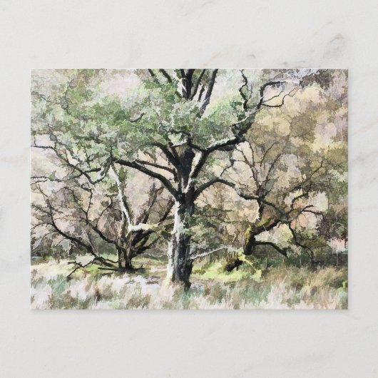 樹木 ポストカード (正面)