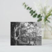 樹木 ポストカード (スタンド正面)