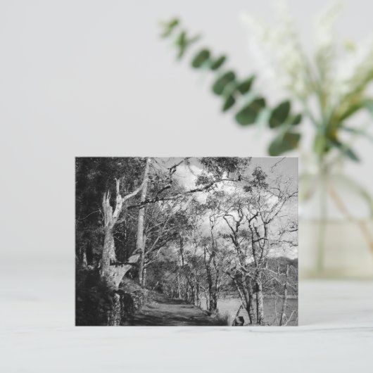 樹木 ポストカード (スタンド正面)