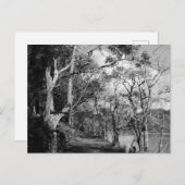 樹木 ポストカード (正面/裏面)