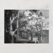 樹木 ポストカード (正面)