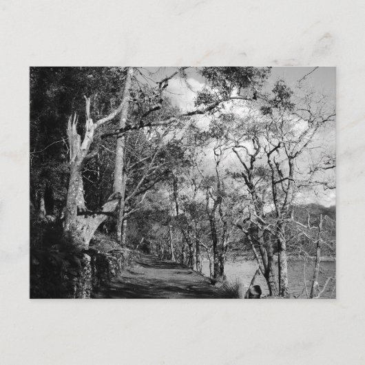 樹木 ポストカード (正面)