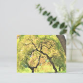 樹木 ポストカード (スタンド正面)