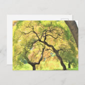 樹木 ポストカード (正面/裏面)