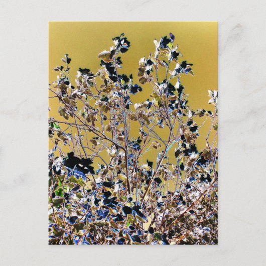 樹木 ポストカード (正面)