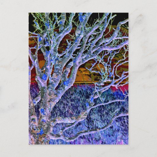 樹木 ポストカード (正面)