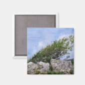 樹木 マグネット (正面/裏面)