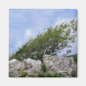 樹木 マグネット (正面)