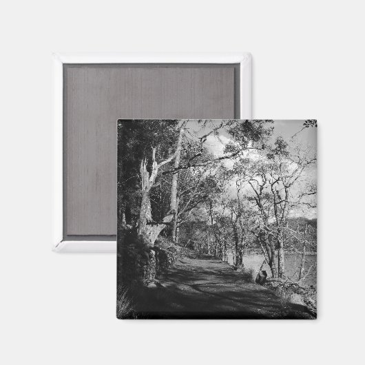 樹木 マグネット (正面/裏面)