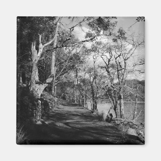 樹木 マグネット (正面)