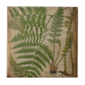 樹林植物性フランスのプリントシダ タイル (正面)