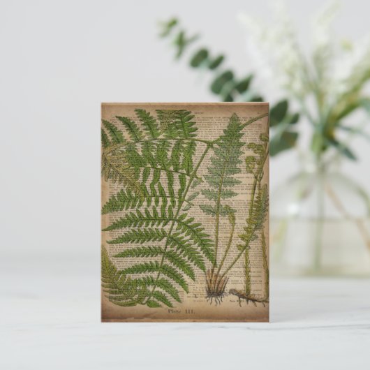 樹林植物性フランスのプリントシダ ポストカード (スタンド正面)