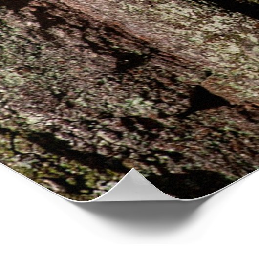 樹皮の木のオークの木の幹の木 ポスター (角)