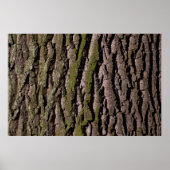 樹皮の木のオークの木の幹の木 ポスター (正面)