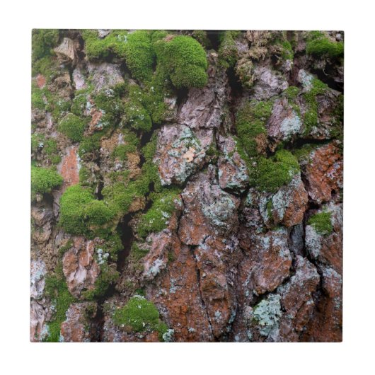 樹皮の木 タイル (正面)