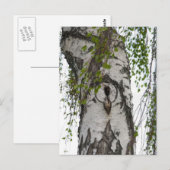 樹皮の木 ポストカード (正面/裏面)