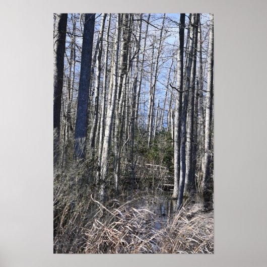 樹皮の白木のポスター ポスター (正面)