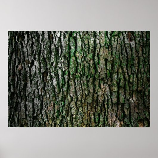 樹皮組織 ポスター (正面)