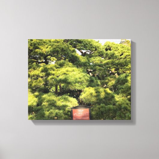 樹齢三百年の松 キャンバスプリント (正面)