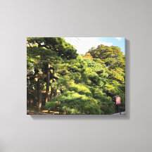 樹齢三百年の松