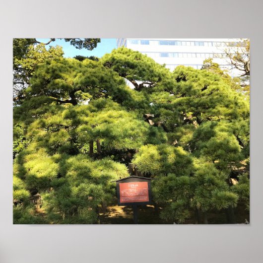 樹齢三百年の松 ポスター (正面)