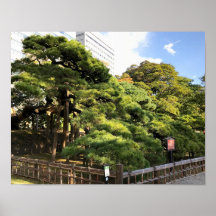 樹齢三百年の松