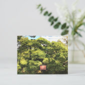 樹齢三百年の松 ポストカード (スタンド正面)