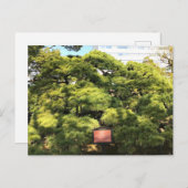 樹齢三百年の松 ポストカード (正面/裏面)