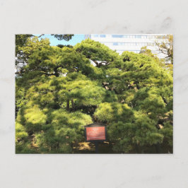 樹齢三百年の松 ポストカード