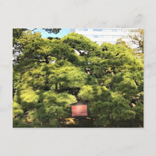 樹齢三百年の松 ポストカード (正面)