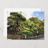 樹齢三百年の松 ポストカード (正面/裏面)