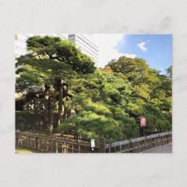 樹齢三百年の松 ポストカード