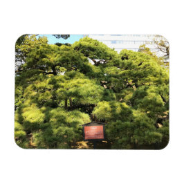 樹齢三百年の松 マグネット
