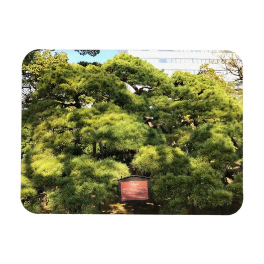 樹齢三百年の松 マグネット (横)