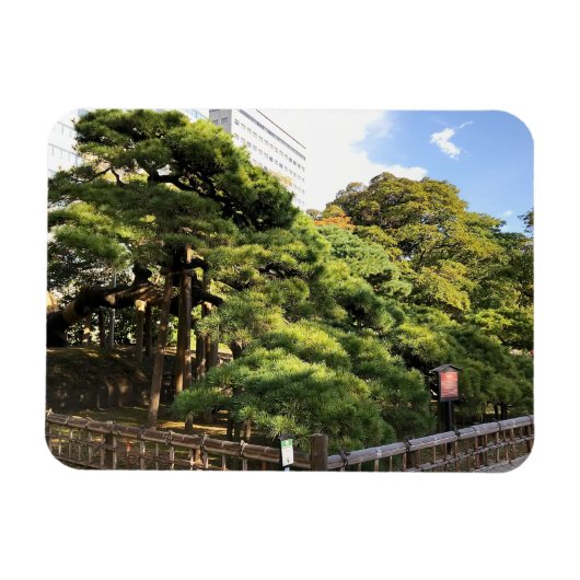 樹齢三百年の松 マグネット (横)