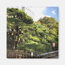 樹齢三百年の松