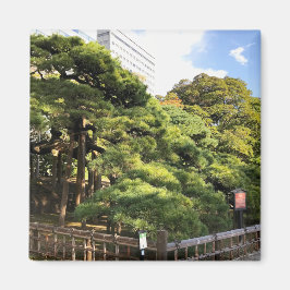 樹齢三百年の松 マグネット