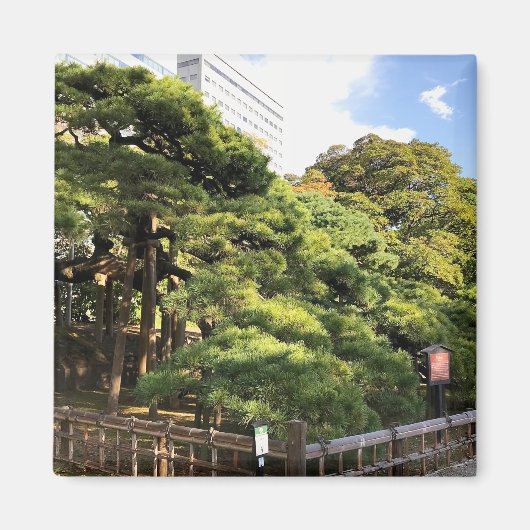 樹齢三百年の松 マグネット (正面)