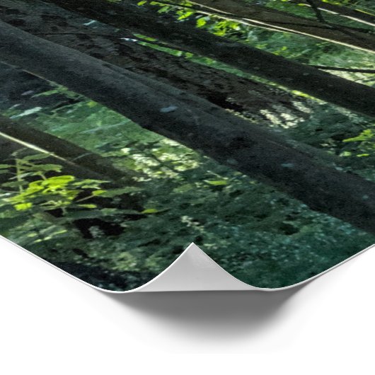 樺の木とブナの木とセコイア ポスター (角)