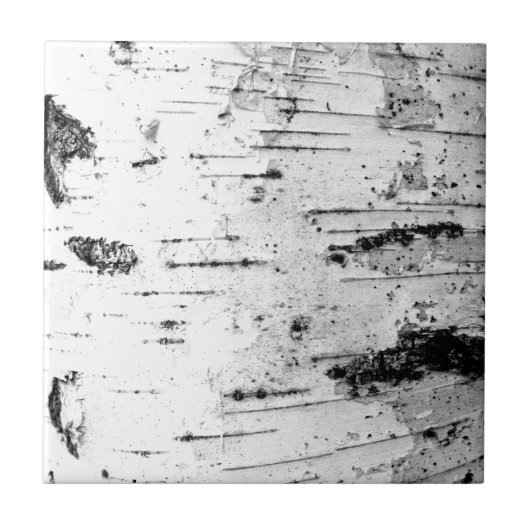 樺の木のトランク タイル (正面)