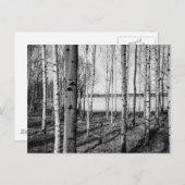樺の木の木々はフィンランドの湖のそばに森を作る ポストカード (正面/裏面)
