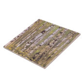 樺の木の木々(ローリヒ) タイル (側面)